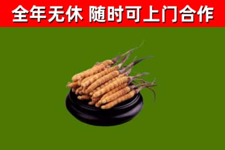 富川县回收散虫草